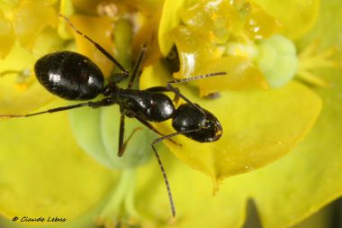 fourmi Camponotus aethiops