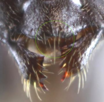 échancure du clypeus d‘un mâle Formica sanguinea