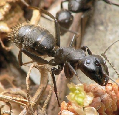 fourmi Camponotus vagus