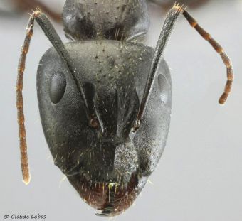 tete Camponotus aethiops avec sa carène au clypeus