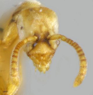 male Hypoponera eduardi aptère