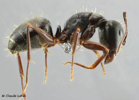 ouvrieremajor  Camponotus aethiops