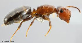 major Camponotus truncatus